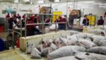 doog tuna china processing factory chinese