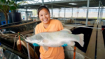 Barramundi asia, kuhlbarra, singapore