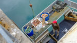 Fisherman with crab catch in Newlyn harbour, Cornwall, England. Credit: Jason Batterham / Shutterstock