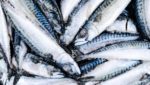 Atlantic mackerel. Credit: BigTunaOnline / Shutterstock