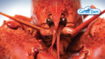 Captain Dan's Seafood, Canadian lobster, crab and shrimp supplier