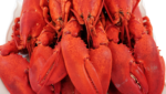 Riverside Lobster Champlain Financial Canadian lobster