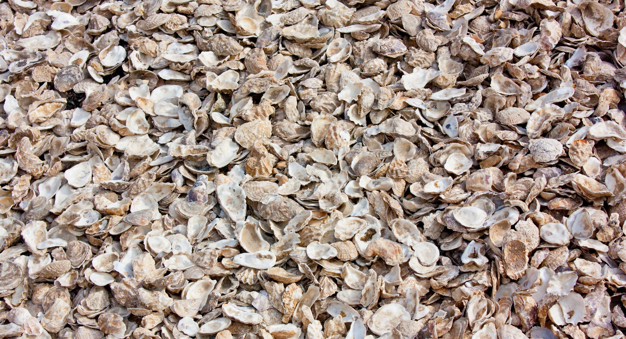 Oyster shells. Credit: Kevinr4 / Shutterstock