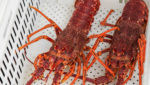 Southern Australian rock lobster. Credit: crbellette / Shutterstock