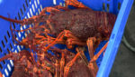 Southern Australian rock lobster caught in Tasmania. Credit: crbellette / Shutterstock https://www.shutterstock.com/image-photo/large-freshly-caught-southern-rock-lobster-1329551102?src=gh8bYIP0MYjfPZEV3A9dNQ-1-8