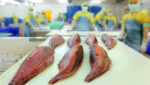 Fish processing plant. Credit: RizalPhotoStock / Shutterstock