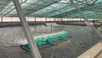 Each covered farm holds 14 ponds that can harvest up to 2.5 metric tons of shrimp each. They can be individually programmed to meet requirements of different customers, according to Vu Duc Tri, business controlling director. Credit: Matt Craze/Undercurrent News