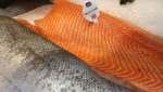 Leroy's Fjord trout fillets on display at Seafood Expo Global 2019. Credit: Miriam Okarimia/Undercurrent News
