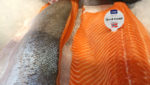 Leroy's Fjord trout fillets on display at Seafood Expo Global 2019. Credit: Miriam Okarimia/Undercurrent News