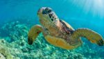 A sea turtle. Photograph courtesy of tropicdreams/Shutterstock