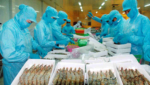 Viet Uc workers process whole black tiger shrimp at a facility in southern Vietnam. Credit: Matt Craze/Undercurrent News