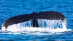 A whale shows its tale in Provincetown, Cape Cod, Massachussetts. Credit: Sviluppo / Shutterstock