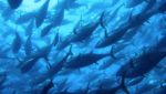 Australian Southern Bluefin Tuna