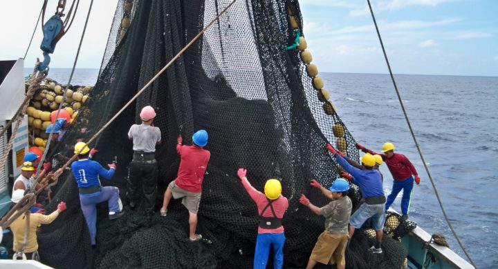 Ecuador tuna exports hit hard by La Nina, Chinese competition ...