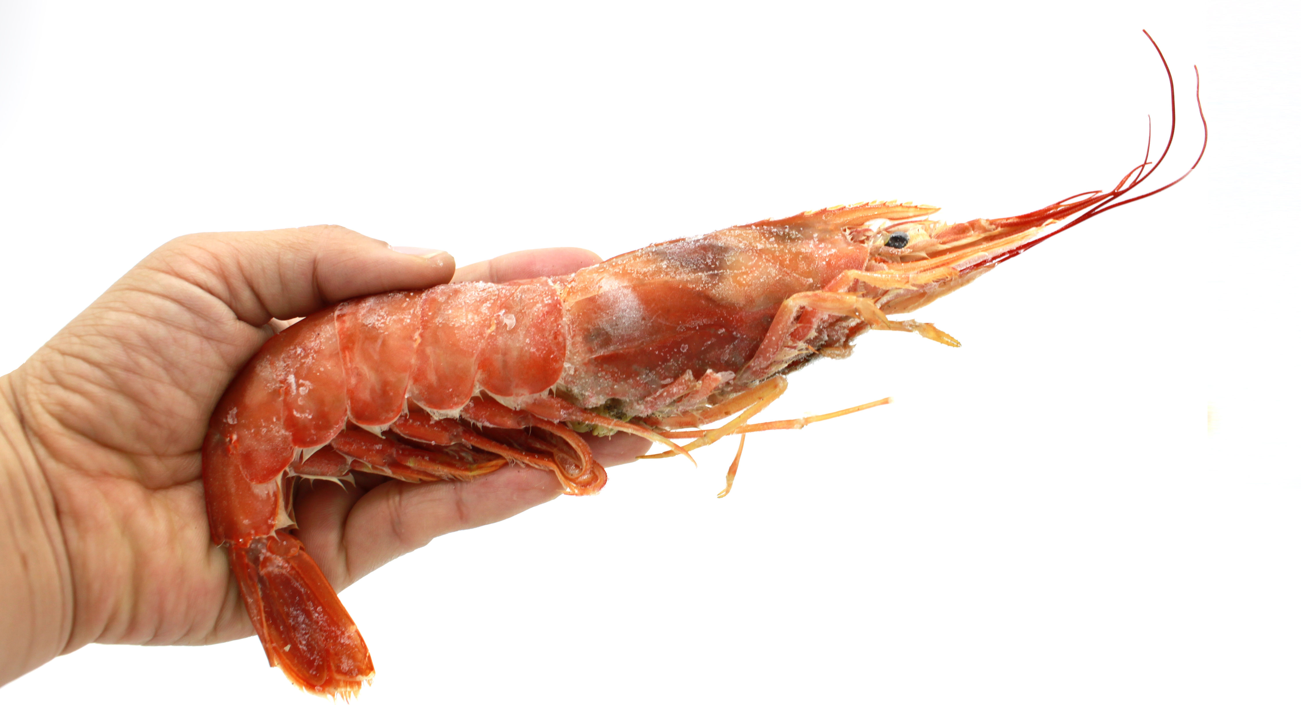 guide infrastruktur Dekorative Argentina's red shrimp export value soars to new high in October -  Undercurrent News