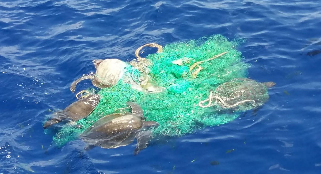 US funds lobster 'ghost gear' cleanup of Long Island Sound - Undercurrent  News
