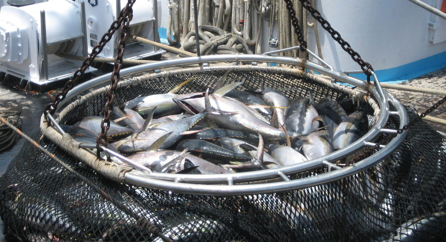 Purse seine tuna fleet grew this year, study finds - Undercurrent News