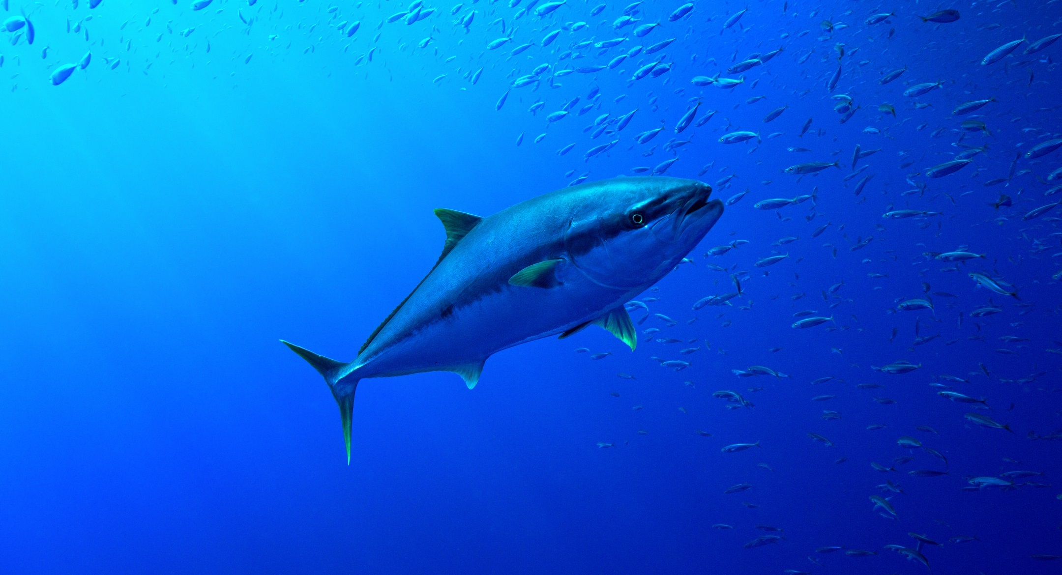 Boycott' of Indian Ocean tuna would hurt compliant fishing nations -  Undercurrent News