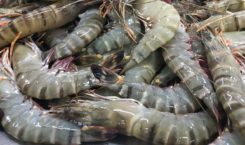 Vietnamese shrimp. Credit: Seabina Group