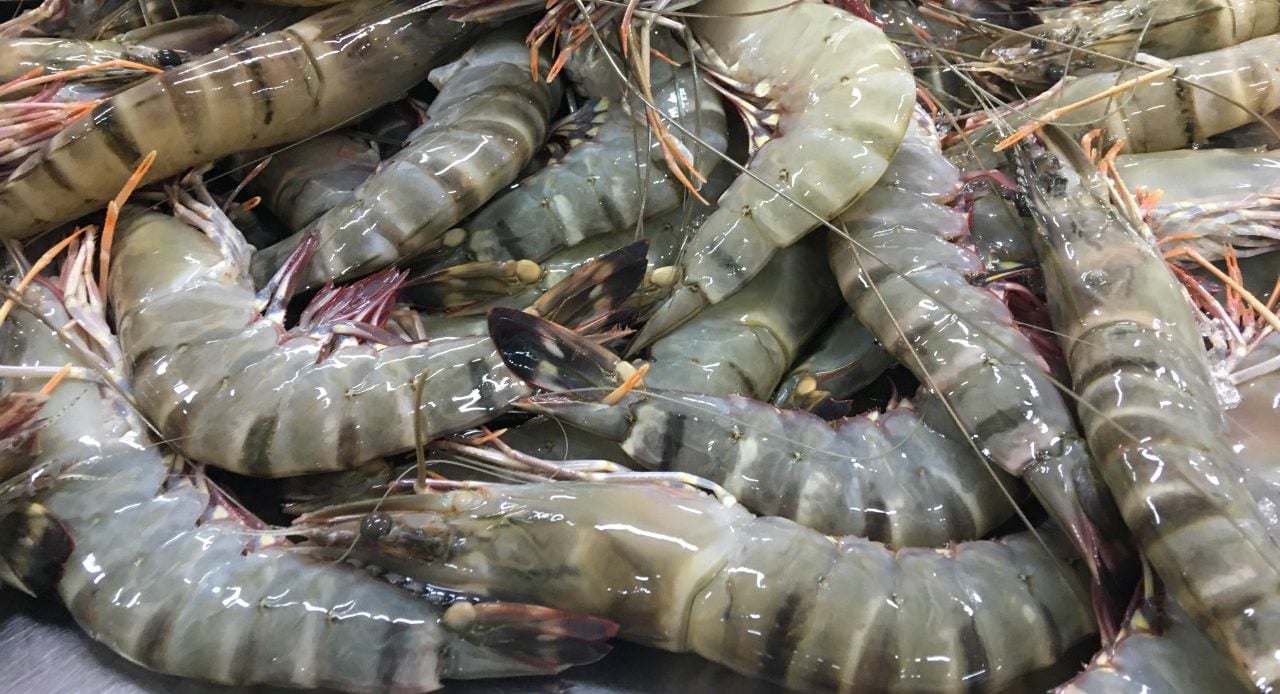 Vietnamese shrimp. Credit: Seabina Group