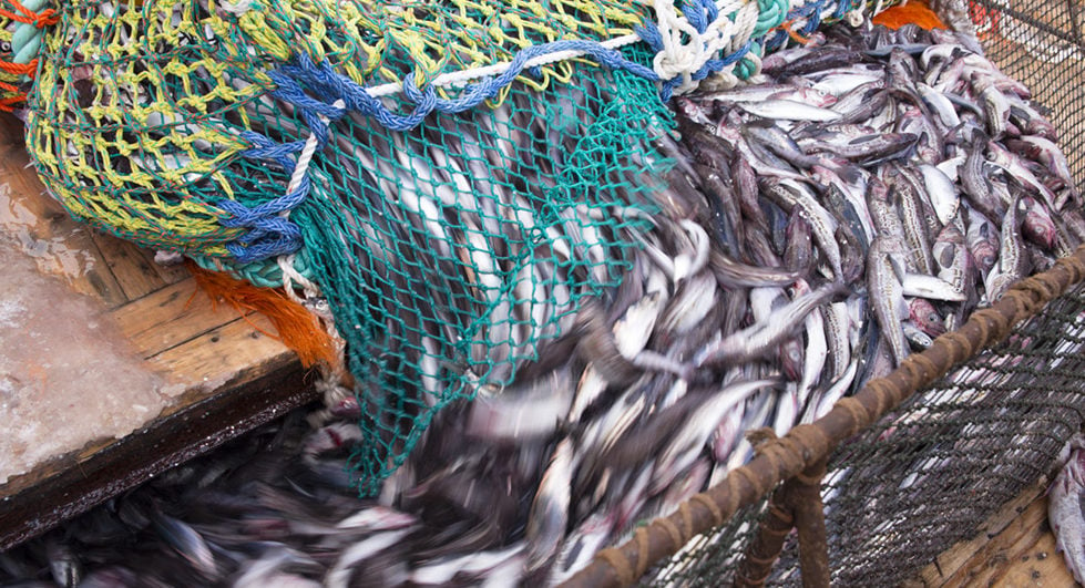 Russia cuts 2022 TAC for Sea of Okhotsk pollock fishery by 10% -  Undercurrent News