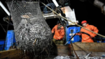 Russian pollock catching. Credit: Russian fishery agency