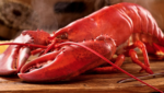 A cooked lobster. Credit: East Coast Seafood Group's website