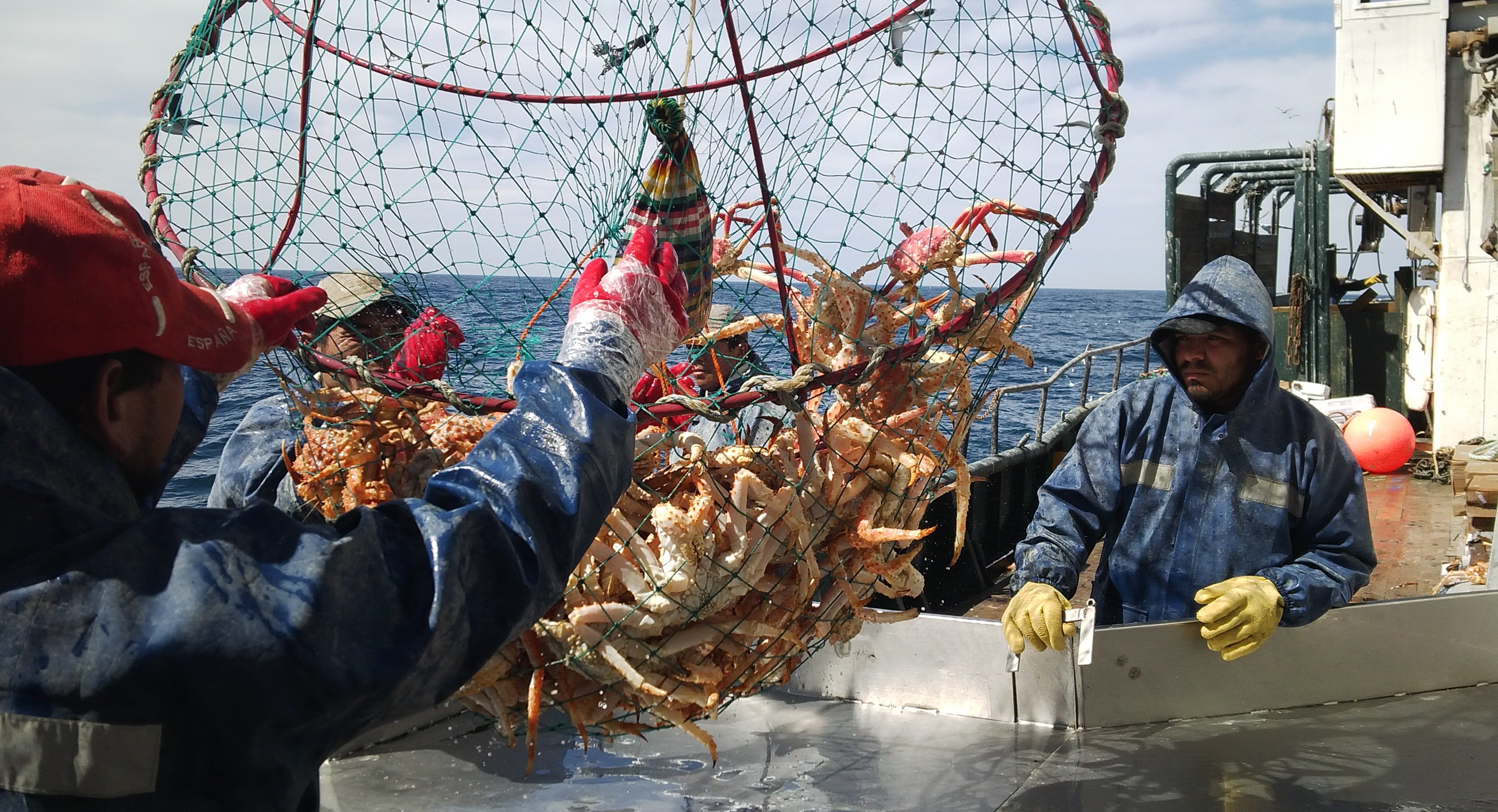 Patagonian king crab fishery gains MSC status - Undercurrent News
