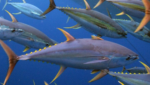 Yellowfin tuna. Credit: WWF