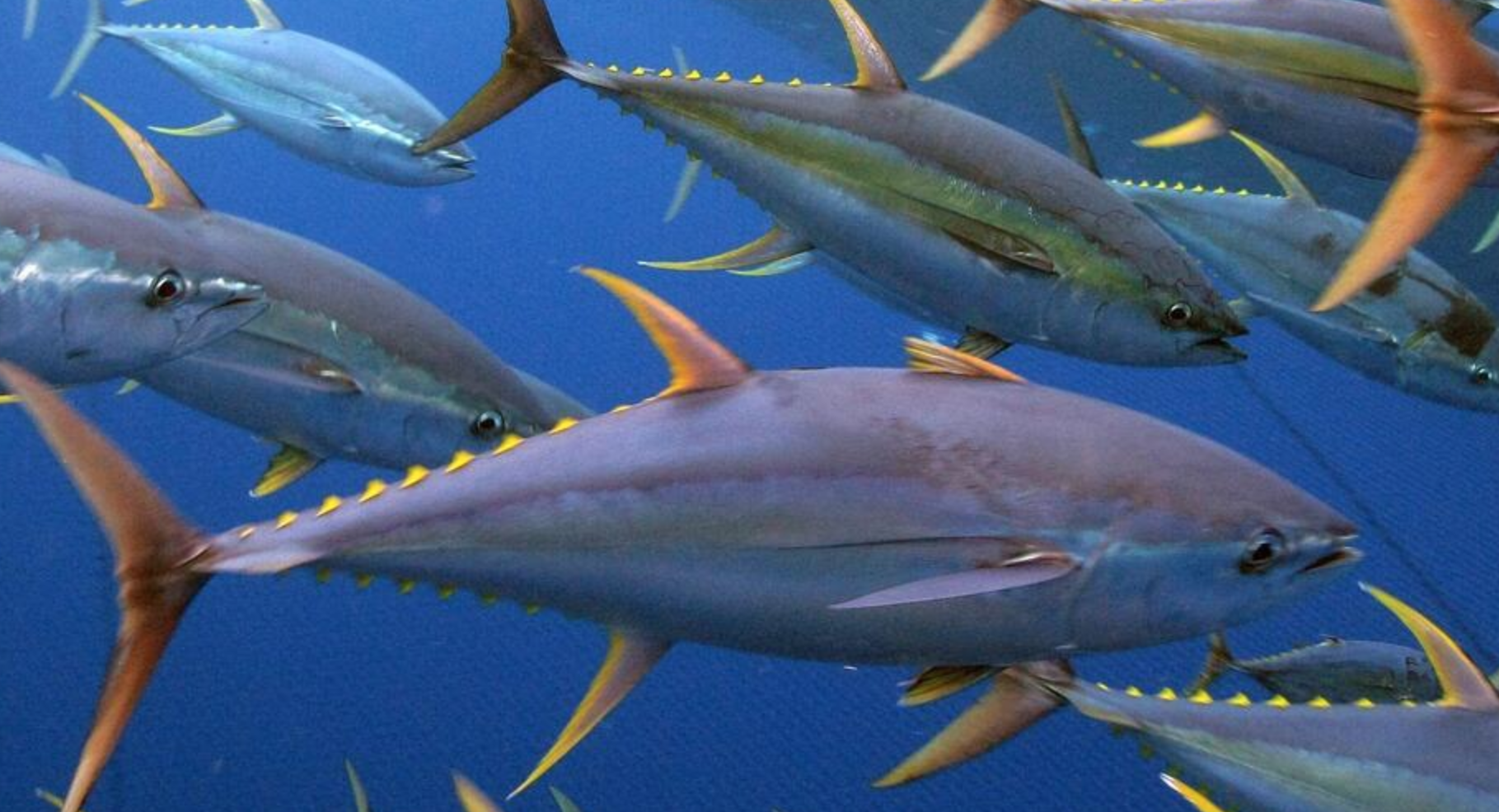 Indian Ocean Managers Must Commit to Long-Term Rebuilding of Yellowfin Tuna
