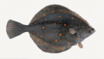 Dutch plaice. Credit: Royal Netherlands Institute for Sea Research