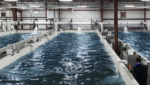 Canada's Gold River Aquafarms will build the $75-million (CAD 100m) recirculating aquaculture system facility on a former sawmill near the Vancouver Island village.