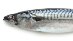 Mackerel. Credit: Denholm Seafoods