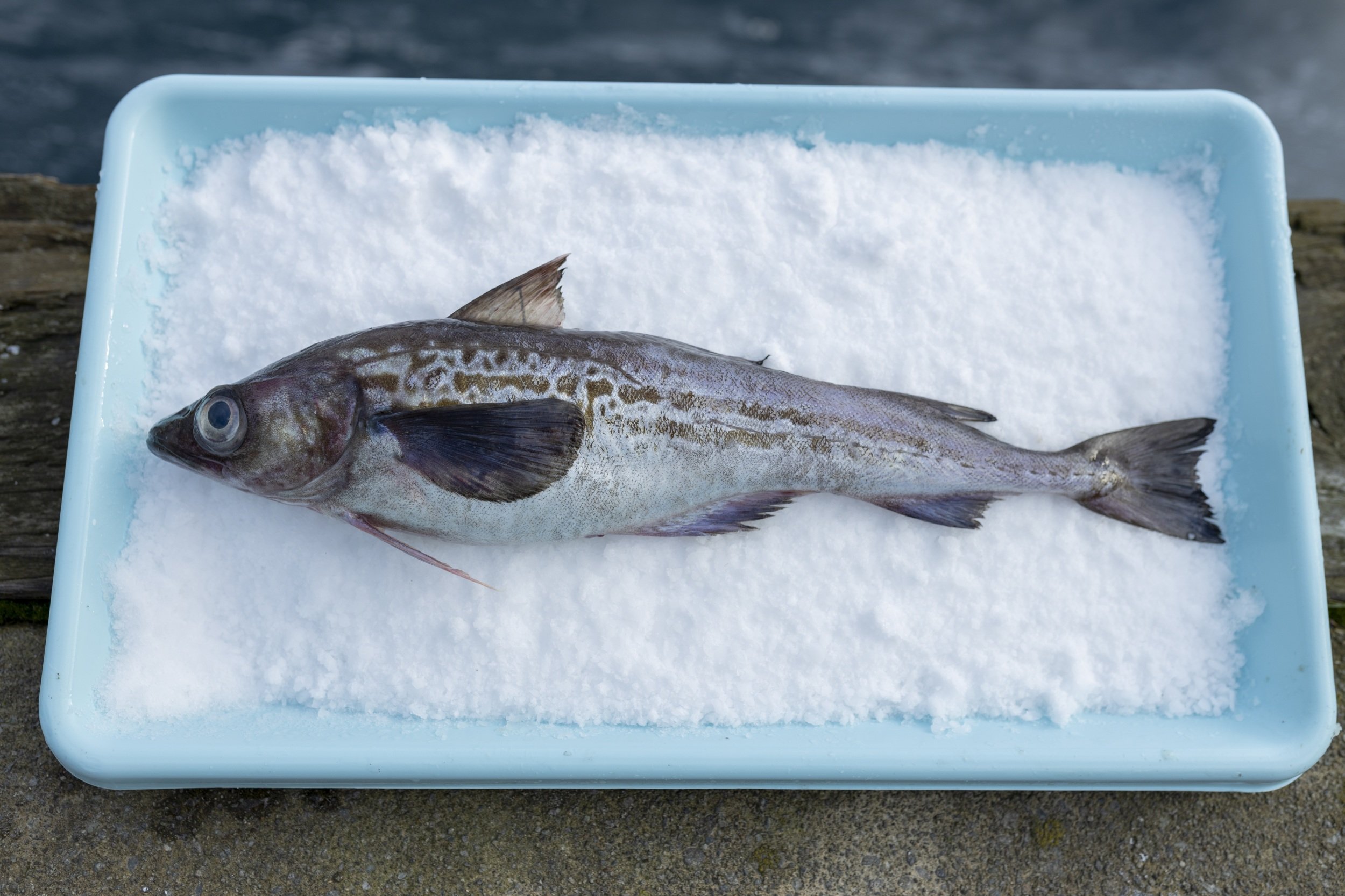 Canadian Saltfish, Cod, Pollock, Hake, Cusk, Ling, Mackerel, Herring, and  frozen.