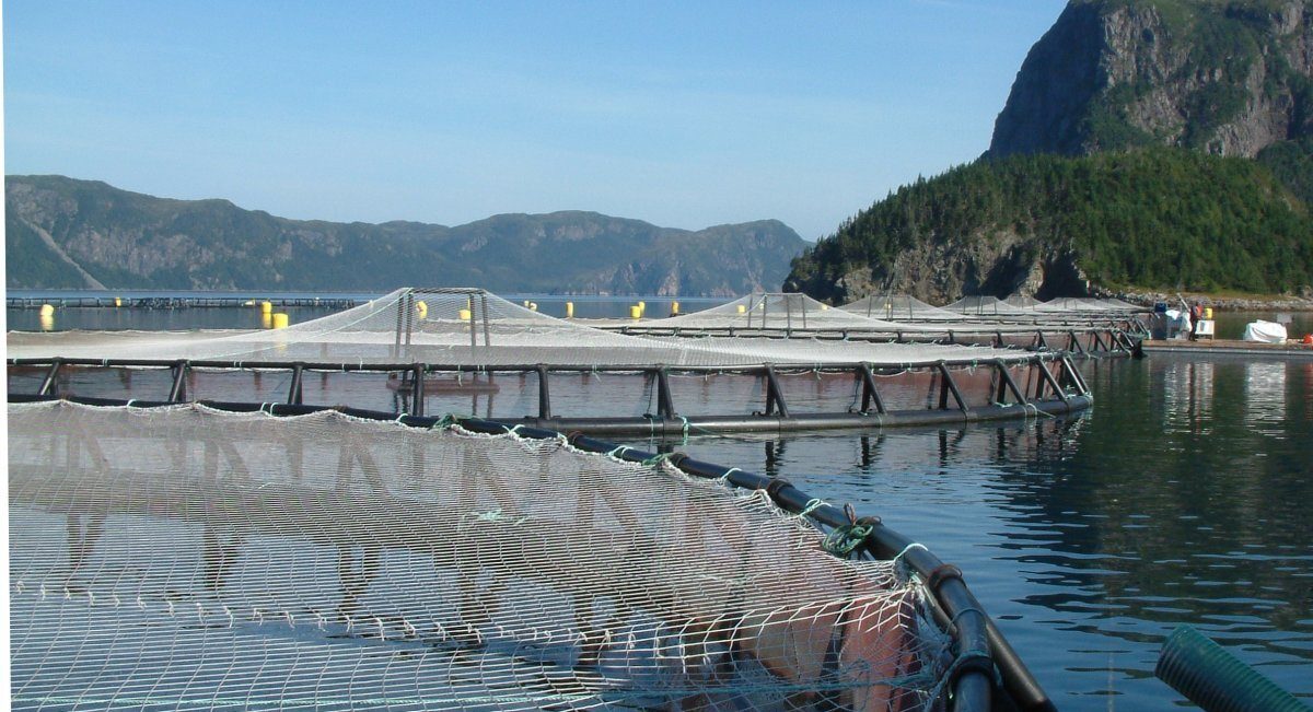 Salmon farmers in Atlantic Canada are outraged by DFO science report