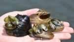 Quagga mussel, seen here attached to other shellfish, is invasive. Photo: Todd J. Morris
