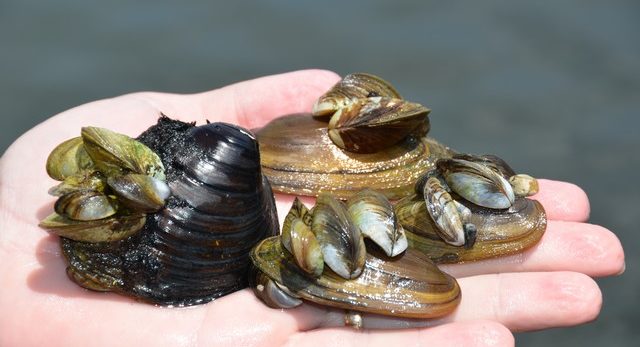 Quagga mussel, seen here attached to other shellfish, is invasive. Photo: Todd J. Morris