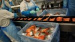 Nordea: Farmed salmon prices back to NOK 30/kg